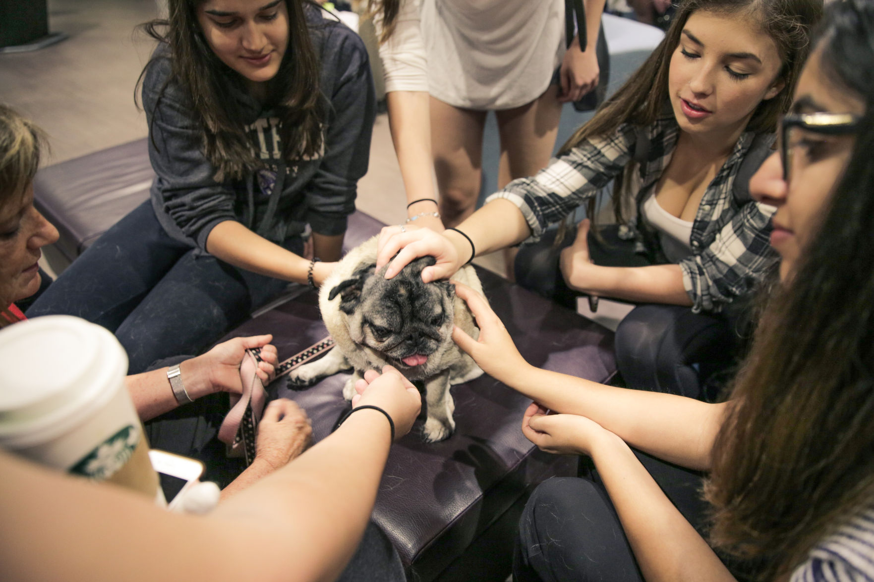 Therapy Dogs - Liam McInnis.jpg